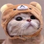 Avatar of Shoaib Rafiq